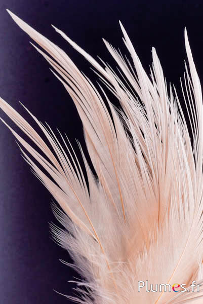 Kraanvogel - gebleekt - 21-25 cm - crème